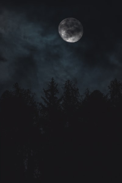 月光下的树影